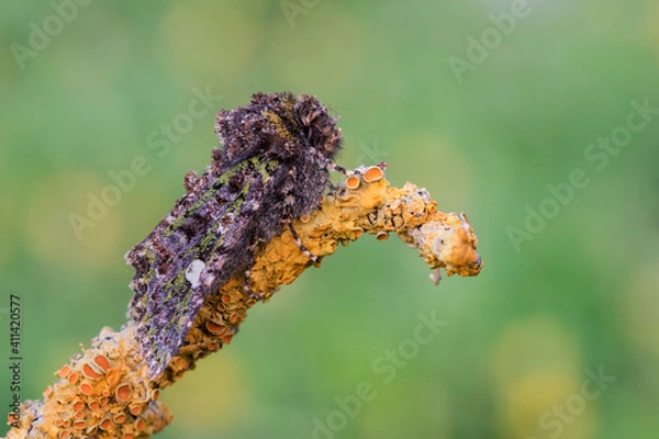 Fototapeta Valeria oleagina, farfalla notturna dal forte mimetismo 