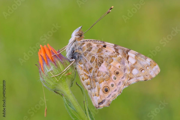 Obraz Vanessa cardui