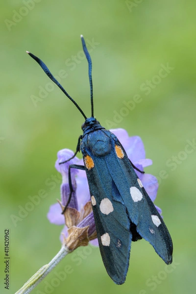 Obraz Zygaena ephialtes, farfalla non comune
