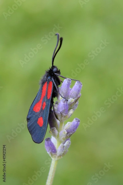 Obraz Zygaena romeo 