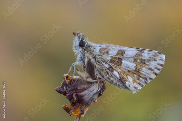 Fototapeta Pyrgus armoricanus, piccola farfalla