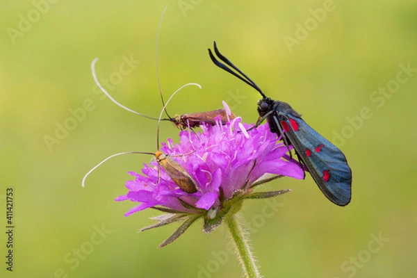 Fototapeta Gruppo di farfalle su fiore viola acceso