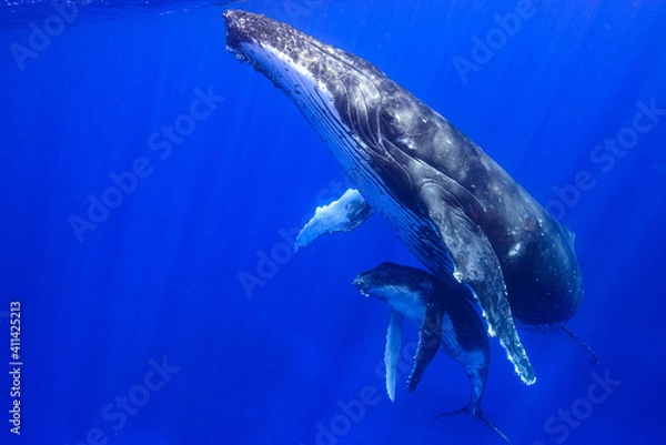 Obraz 甘えん坊な子クジラ