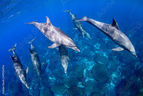 Obraz イルカのフォーメーション