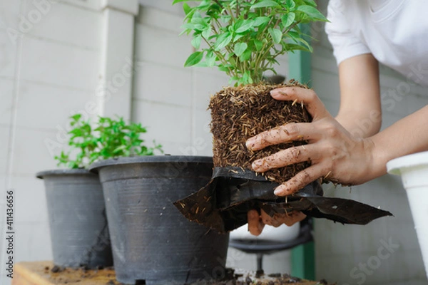 Obraz Planting basil, or Ocimum basilicum, with both hands, of female, 25 to 30 years old, grasping the roots of the dietary fiber in the soil, preparing it in a black pot, for breeding, propagate, break.