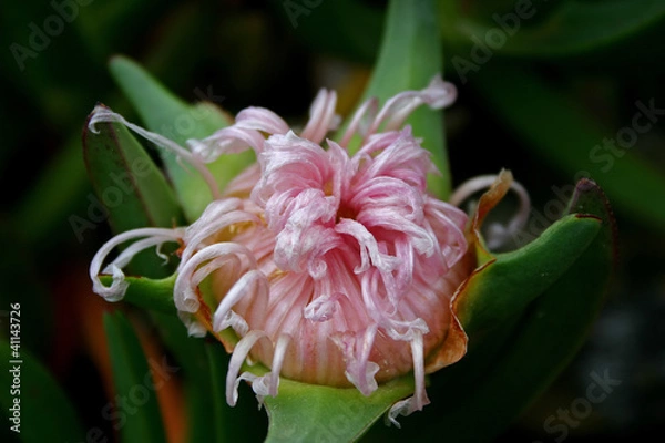 Obraz Fiore di pianta grassa