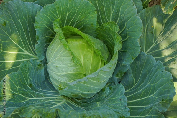 Fototapeta Close up top view of Cabbage in the garden.