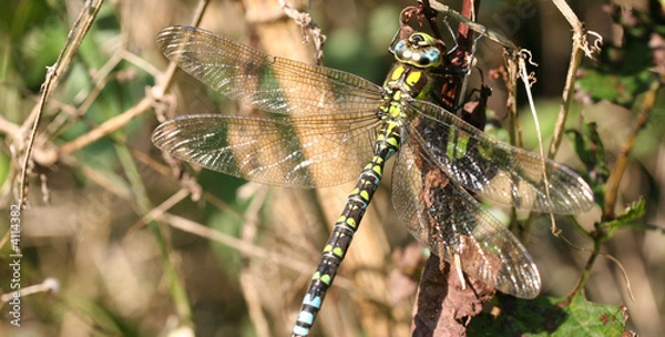 Obraz Dragonfly on dead plant