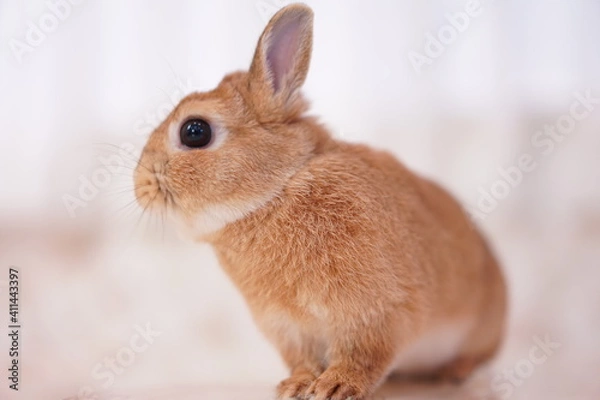 Fototapeta ネザーランドドワーフ