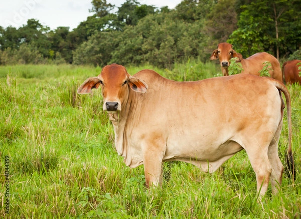 Obraz Bydło Brahmana