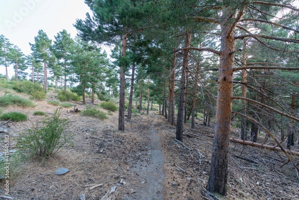 Obraz dirt road between a pine forest in Sierra Nevada