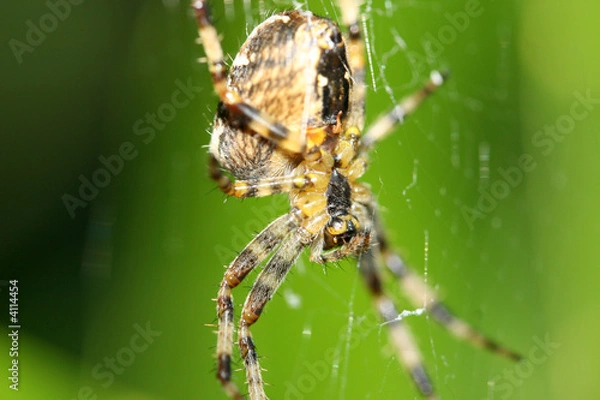 Obraz Close up garden spider