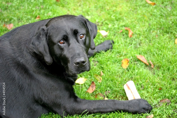 Obraz Black Labrador