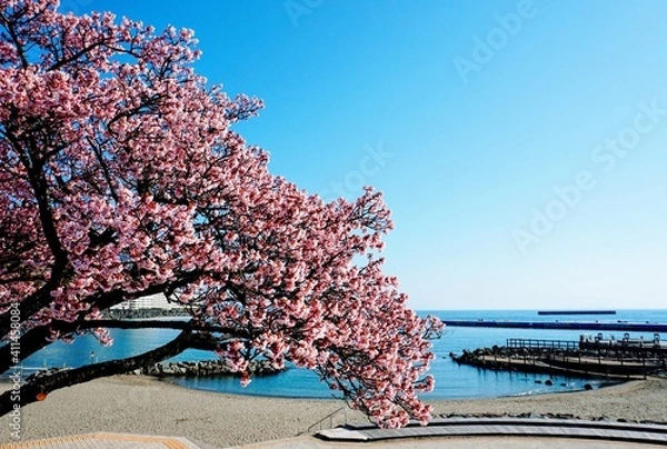 Obraz 海岸に植えられたあたみ桜と熱海サンビーチ