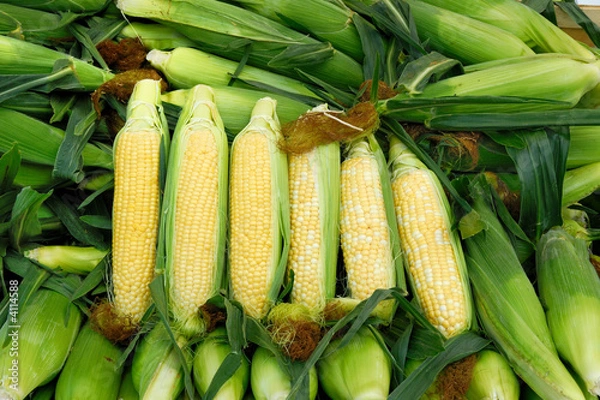 Obraz Corn display