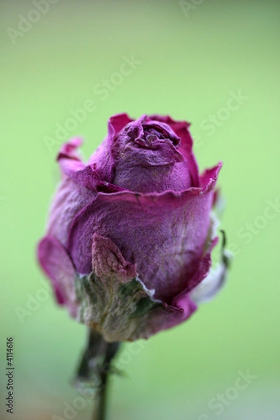 Obraz Dried rose bud