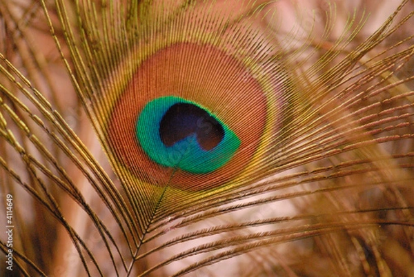 Obraz Peacock feather-detail