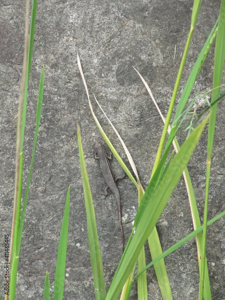 Obraz Getarnte Eidechse