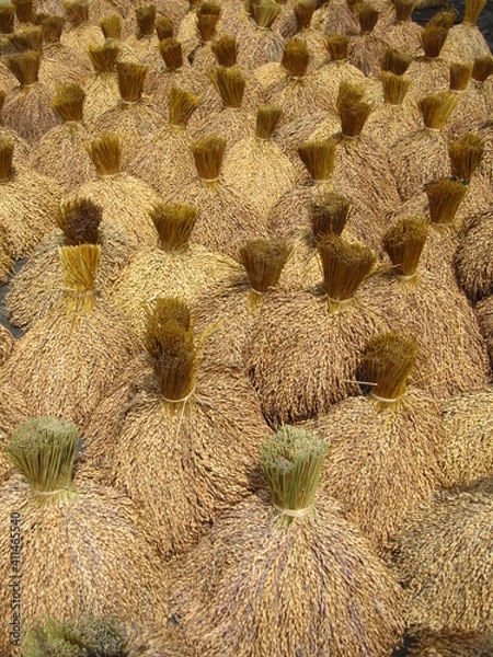 Obraz Gebundenes Stroh