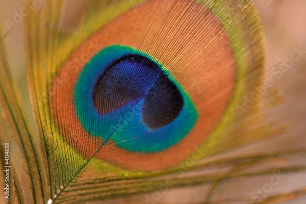 Obraz Peacock feather-detail
