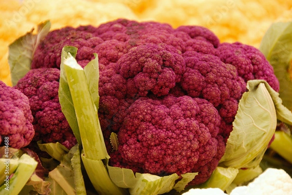 Obraz Purple Broccoli