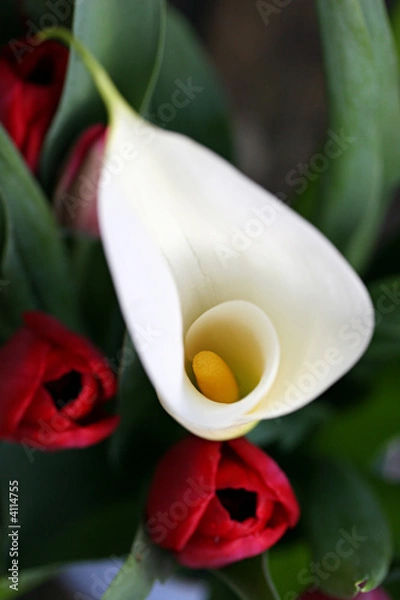 Obraz Lily and tulips