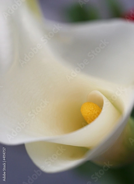 Obraz Abstracted lily