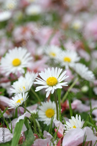 Obraz Daisies and fallen blossom