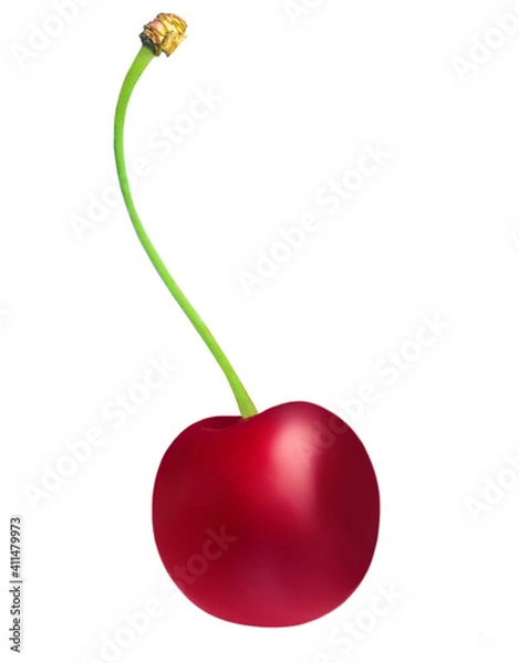 Fototapeta Cherry isolated on white background.  Cherry berry close-up, studio shot.