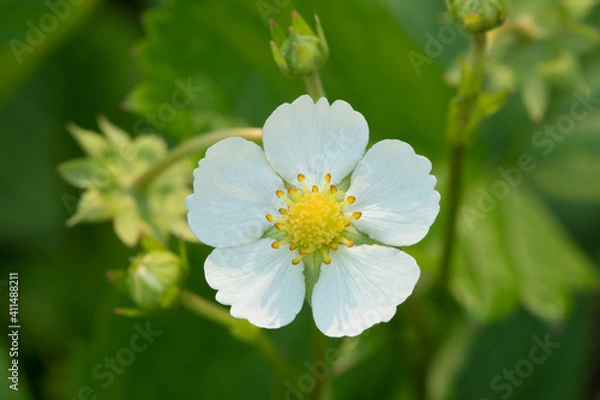 Obraz one white strawberry flower closeup.
