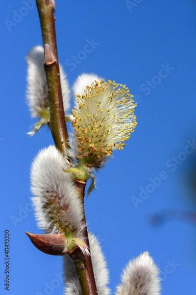 Fototapeta ネコヤナギ