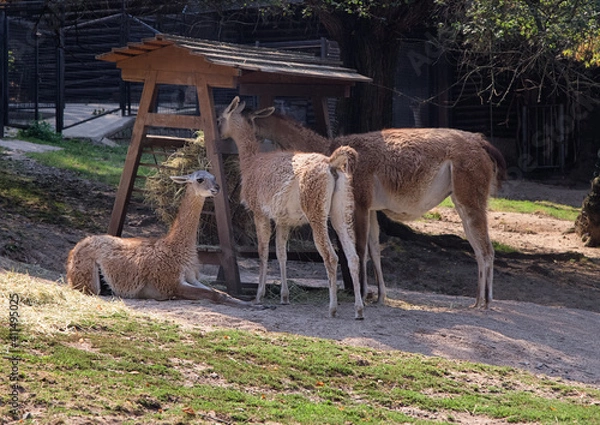 Fototapeta South Americam Llamas near feeder. Group of llamas in Zoo.