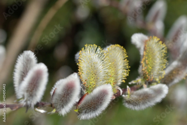 Obraz ネコヤナギ