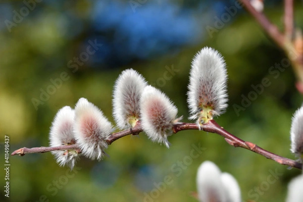 Obraz ネコヤナギ