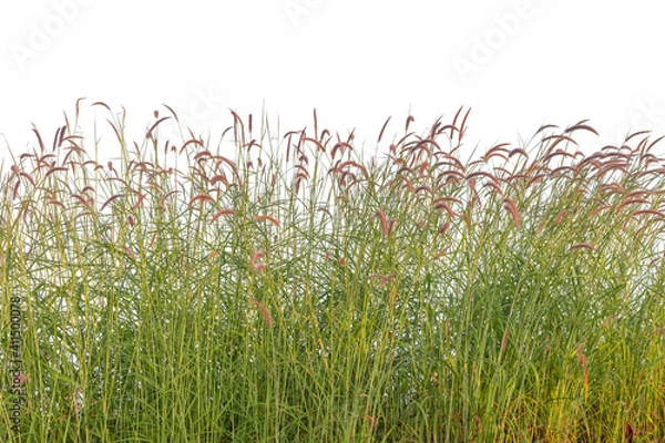 Obraz Reeds of grass isolated and white background.