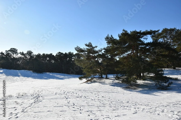 Obraz pustynia dźwirzyńska