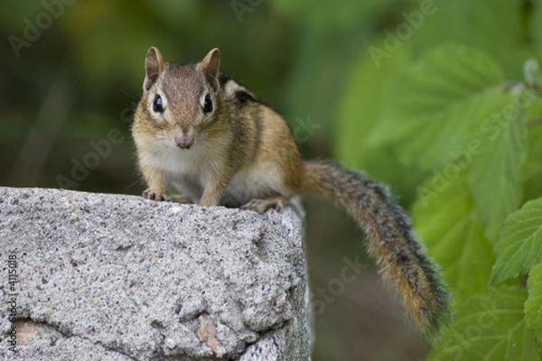 Obraz chipmunk staring