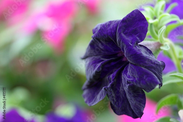 Obraz purple velvet flower
