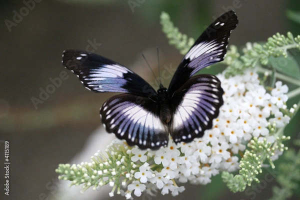 Obraz Butterfly on white Budleigha