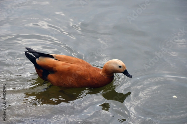 Fototapeta Duck swimming for a slice of bread