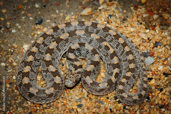 Fototapeta Rhombic egg-eater in defensive position
