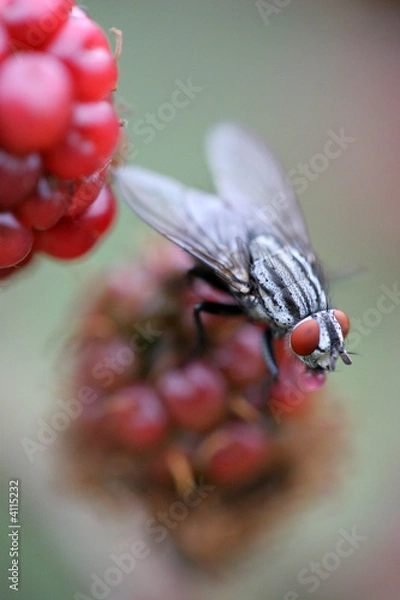 Obraz fly on red blackberries