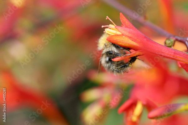 Obraz bee in red flower