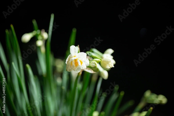 Fototapeta 夜のスイセン
