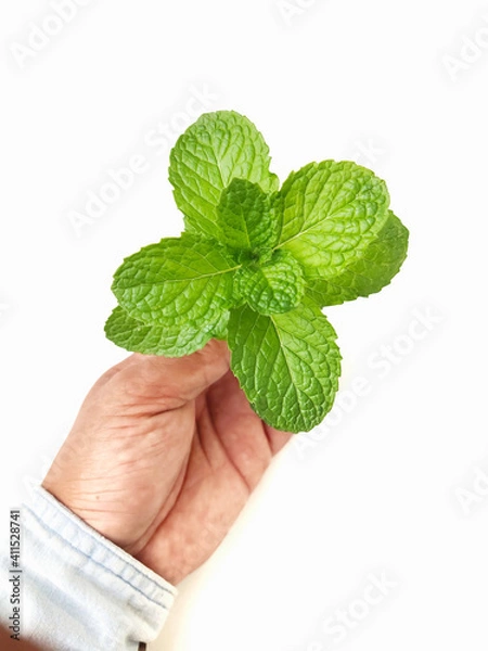 Obraz mint in hand