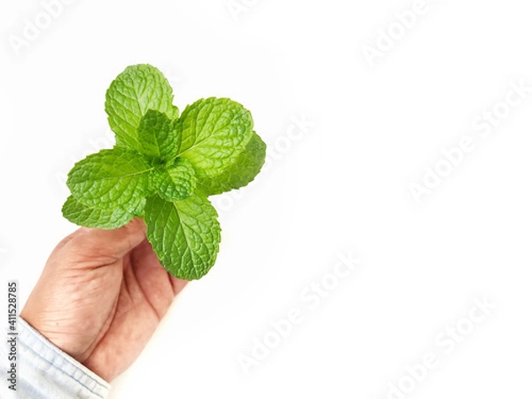 Obraz mint in hand