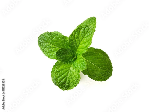 Obraz fresh mint leaves