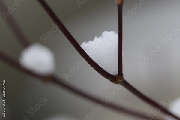 Fototapeta tree branch with snow