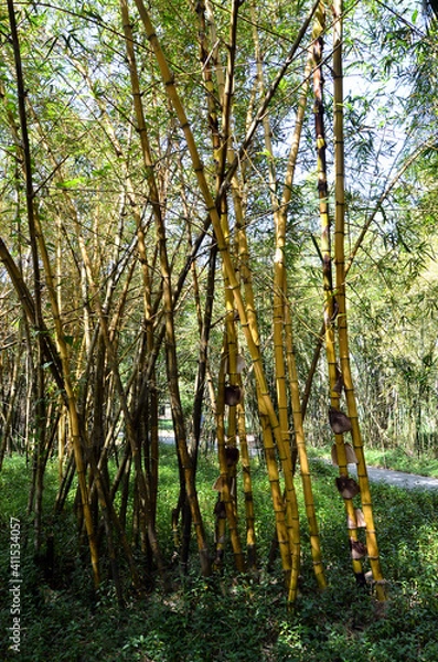 Fototapeta Thin yellow trunks of bamboo trees on green grass