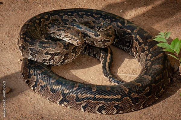 Fototapeta African rock python